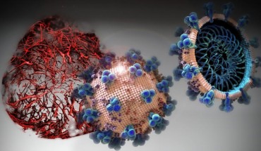 In cell cultures analyzed in the study, APN01 inhibited the coronavirus load by a factor of 1,000-5,000. Image credit: Tibor Kulcsar / IMBA.