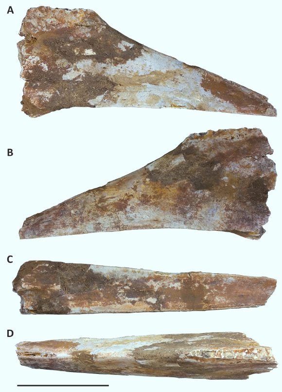 A partial rostrum of Afrotapejara zouhri from the Kem Kem beds of Ikhf N’ Taqmout, Errachidia Province, southern Morocco: (A) right lateral view; (B) left lateral view; (C) occlusal view; (D) dorsal view. Scale bar - 5 cm. Image credit: Martill et al, doi: 10.1016/j.cretres.2020.104424.