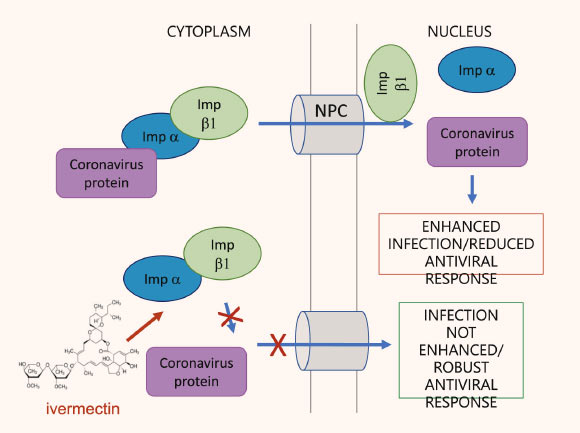 Schematic of ivermectin’s proposed antiviral action on coronavirus. IMPα/β1 binds to the coronavirus cargo protein in the cytoplasm (top) and translocates it through the nuclear pore complex (NPC) into the nucleus where the complex falls apart and the viral cargo can reduce the host cell’s antiviral response, leading to enhanced infection. Ivermectin binds to and destabilises the Impα/β1 heterodimer thereby preventing Impα/β1 from binding to the viral protein (bottom) and preventing it from entering the nucleus. This likely results in reduced inhibition of the antiviral responses, leading to a normal, more efficient antiviral response. Image credit: Caly et al, doi: 10.1016/j.antiviral.2020.104787.