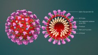The structure of a coronavirus. Image credit: Scientificanimations.com / CC BY-SA 4.0.