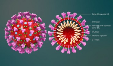 The structure of a coronavirus. Image credit: Scientificanimations.com / CC BY-SA 4.0.