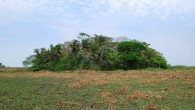 A forest island in the Llanos de Moxos region of Bolivia. Image credit: José Capriles, Penn State.