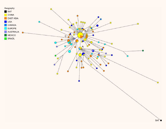 Phylogenetic network of 160 SARS-CoV-2 genomes. Node A is the root cluster obtained with the bat (Rhinolophus affinis) coronavirus isolate BatCoVRaTG13 from Yunnan Province, China. Circle areas are proportional to the number of species, and each notch on the links represents a mutated nucleotide position. Image credit: Forster et al, doi: 10.1073/pnas.2004999117.