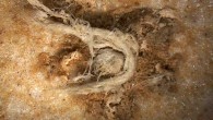 A cord fragment from the site of Abri du Maras, France. Image credit: C2RMF.