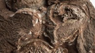 The clutch of Massospondylus carinatus eggs. Image credit: Brett Eloff.