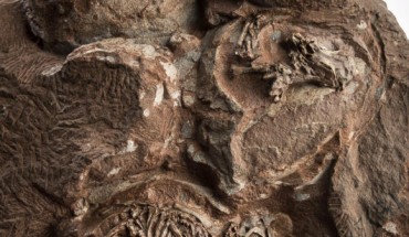 The clutch of Massospondylus carinatus eggs. Image credit: Brett Eloff.