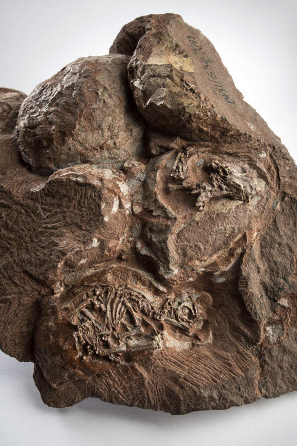 The clutch of Massospondylus carinatus eggs. Image credit: Brett Eloff.