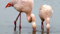 Flamingo friends. Image credit: Paul Rose / WWT Slimbridge.