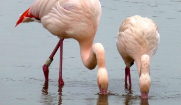 Flamingo friends. Image credit: Paul Rose / WWT Slimbridge.