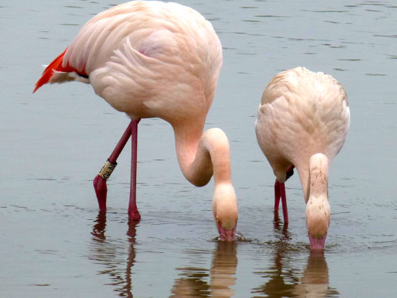 Flamingo friends. Image credit: Paul Rose / WWT Slimbridge.
