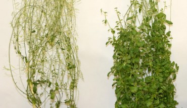 Left: wild-type Arabidopsis thaliana. Right: Arabidopsis thaliana with overexpressed AHL15. Image credit: Omid Karami.