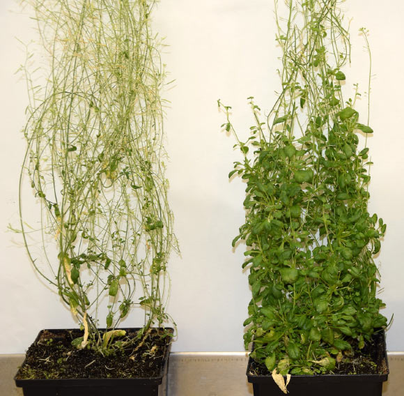 Left: wild-type Arabidopsis thaliana. Right: Arabidopsis thaliana with overexpressed AHL15. Image credit: Omid Karami.
