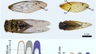 Neotibicen pruinosus and Magicicada casinnii and their wings with the relevant cells labeled (top). Scale representations of the material removed throughout the chemical extractions (orange: 1 min; dark gray: 5 min; blue: 20 min) and the remaining pillar height (light gray) after the extraction (bottom), based on SEM images. Image credit: Román-Kustas et al, doi: 10.1002/admi.202000112.
