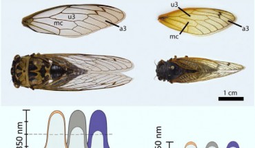 Neotibicen pruinosus and Magicicada casinnii and their wings with the relevant cells labeled (top). Scale representations of the material removed throughout the chemical extractions (orange: 1 min; dark gray: 5 min; blue: 20 min) and the remaining pillar height (light gray) after the extraction (bottom), based on SEM images. Image credit: Román-Kustas et al, doi: 10.1002/admi.202000112.
