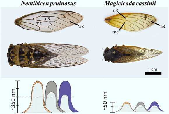 Neotibicen pruinosus and Magicicada casinnii and their wings with the relevant cells labeled (top). Scale representations of the material removed throughout the chemical extractions (orange: 1 min; dark gray: 5 min; blue: 20 min) and the remaining pillar height (light gray) after the extraction (bottom), based on SEM images. Image credit: Román-Kustas et al, doi: 10.1002/admi.202000112.
