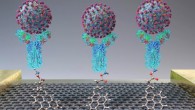 A new test quickly detects SARS-CoV-2 (spheres) through binding to antibodies (Y-shapes) on a field-effect transistor. Image credit: Seo et al, doi: 10.1021/acsnano.0c02823.
