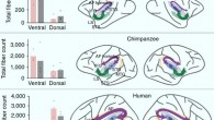 Auditory dorsal and ventral pathway strength and lateralization in macaques, chimpanzees and humans. Left: bar plots showing the individual results and mean fiber counts for the left and right dorsal and ventral pathways for each of the three species. Right: schematic summary of the dorsal (purple) and ventral (dark green) pathway results in macaques, chimpanzees and humans, overlaid on previous observations (light yellow and light green). Image credit: Balezeau et al, doi: 10.1038/s41593-020-0623-9.