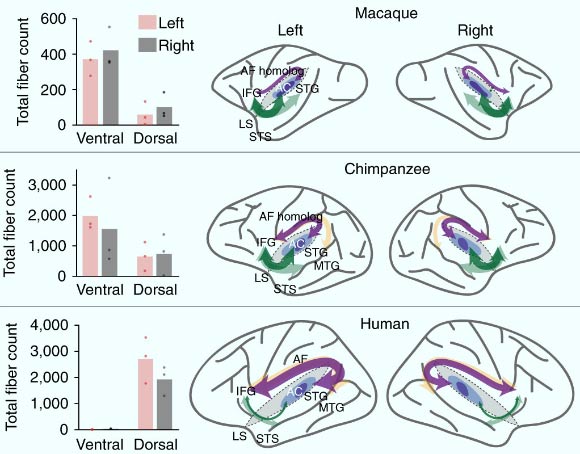Auditory dorsal and ventral pathway strength and lateralization in macaques, chimpanzees and humans. Left: bar plots showing the individual results and mean fiber counts for the left and right dorsal and ventral pathways for each of the three species. Right: schematic summary of the dorsal (purple) and ventral (dark green) pathway results in macaques, chimpanzees and humans, overlaid on previous observations (light yellow and light green). Image credit: Balezeau et al, doi: 10.1038/s41593-020-0623-9.