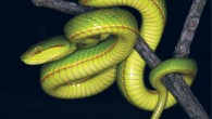 The Salazar’s pit viper (Trimeresurus salazar), juvenile male from Pakke Tiger Reserve, India. Image credit: Aamod Zambre & Chintan Seth, Eaglenest Biodiversity Project.