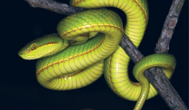 The Salazar’s pit viper (Trimeresurus salazar), juvenile male from Pakke Tiger Reserve, India. Image credit: Aamod Zambre & Chintan Seth, Eaglenest Biodiversity Project.