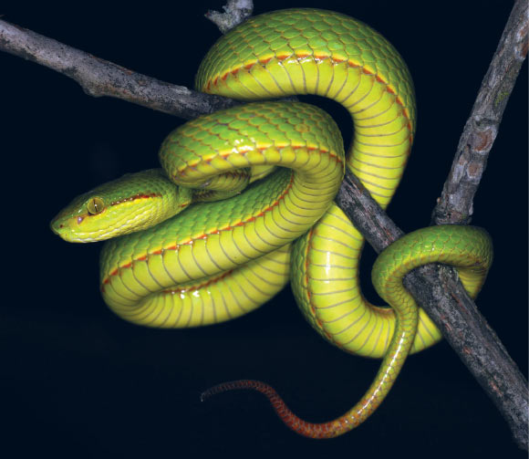 The Salazar’s pit viper (Trimeresurus salazar), juvenile male from Pakke Tiger Reserve, India. Image credit: Aamod Zambre & Chintan Seth, Eaglenest Biodiversity Project.
