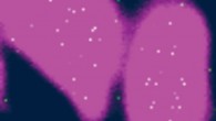 P-HeLa cells grown on a Si substrate. Image credit: Pareek et al, doi: 10.1126/science.aaz6465.