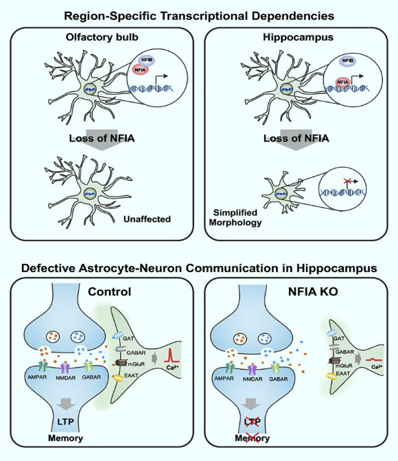 Huang et al reveal region-specific transcriptional dependencies for astrocytes and identify astrocytic NFIA as a key transcriptional regulator of hippocampal circuits. Image credit: Huang et al, doi: 10.1016/j.neuron.2020.03.025.