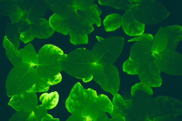Glowing young tobacco plants (Nicotiana tabacum). Image credit: Planta.