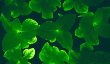 Glowing young tobacco plants (Nicotiana tabacum). Image credit: Planta.