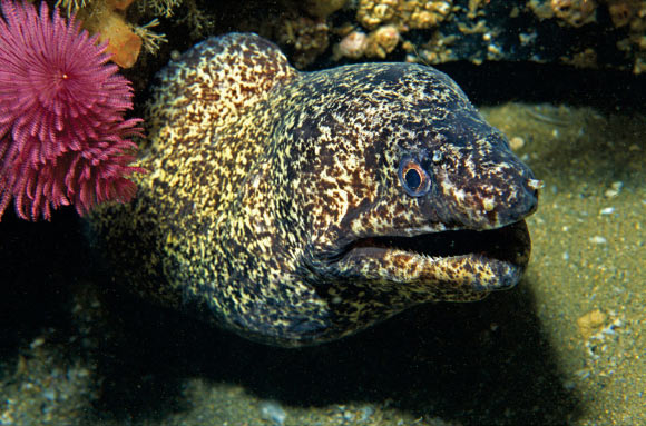 Gymnothorax elaineheemstrae. Image credit: Dennis King.
