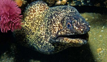 Gymnothorax elaineheemstrae. Image credit: Dennis King.