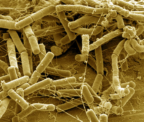 SEM image of Bacillus subtilis biofilm. Image credit: A. Bridier et al, doi: 10.1371/journal.pone.0044506.