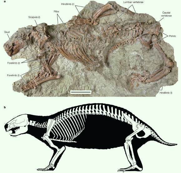 Skull and postcranial skeleton of Adalatherium hui: (a) top view, as preserved; scale bar - 5 cm; (b) reconstruction in left lateral view; left and right sides indicated as (l) and (r), respectively. Image credit: Krause et al, doi: 10.1038/s41586-020-2234-8.
