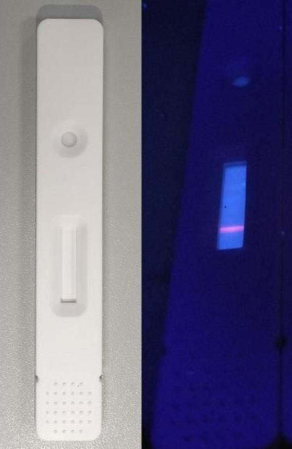 A new lateral flow immunoassay can detect antibodies against SARS-CoV-2, which appear as a bright orange line when placed on a fluorescence reader (right). Image credit: Guanfeng Lin.