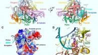 Cryo-EM structure of the remdesivir and RNA bound RdRp complex: (A and B) two views of cryo-EM map (A) and structure (B) of the nsp12-nsp7-nsp8 in complex with template-primer RNA and remdesivir; (C) surface view of the RdRp active site with the electrostatic potential from red (negative) to blue (positive); for clarity, residues 410-442, 834-919 of nsp12 and nsp8 are excluded from the figure; the covalently bound remdesivir in the monophosphate form and the product, pyrophosphate, are shown; the active site is emphasized with a yellow dashed circle; the template groove, the entrance for NTP and the elongation direction are annotated with different colored arrows; (D) a close view of the RdRp active site, showing the covalently bound RMP, pyrophosphate, and magnesium ions; key residues and bases that interact with remdesivir are shown; (E and F) superposition of the conserved RdRp motifs (A to G) of the RNA bound complex with the apo structure colored in gray, with a close view at the active site (E) and at the exit of the template and primer strand (F). Image credit: Yi et al, doi: 10.1126/science.abc1560.