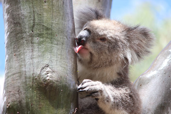 Old female koala showing natural drinking behavior after a rain event in the You Yang Regional Park, Victoria, Australia. Image credit: Echidna Walkabout / Koala Clancy Foundation.