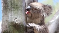 Old female koala showing natural drinking behavior after a rain event in the You Yang Regional Park, Victoria, Australia. Image credit: Echidna Walkabout / Koala Clancy Foundation.