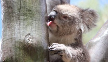 Old female koala showing natural drinking behavior after a rain event in the You Yang Regional Park, Victoria, Australia. Image credit: Echidna Walkabout / Koala Clancy Foundation.