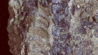 In this image of one of the new ancient species’ reproductive structures, elliptical impressions of sporangia can be seen in one row, while on the right, another row displays preserved carbonized spore masses. Image credit: Andrew Leslie.