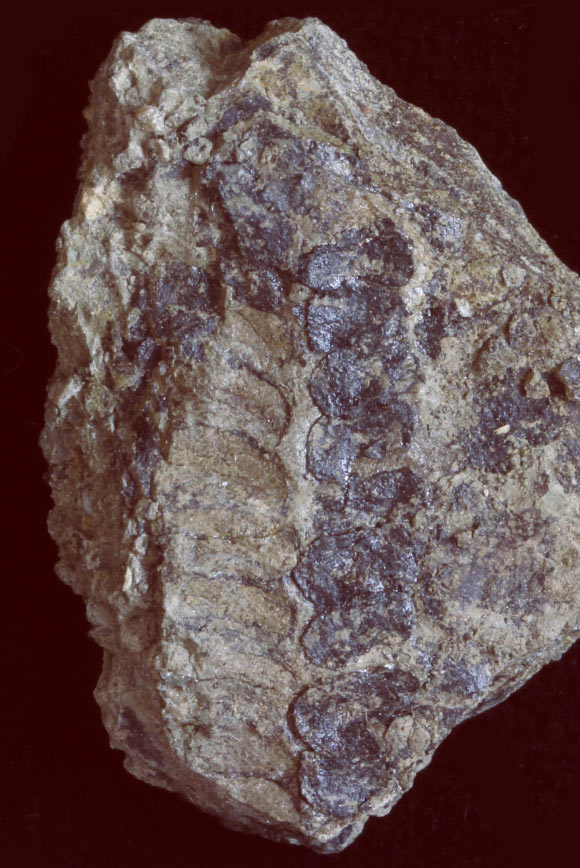 In this image of one of the new ancient species’ reproductive structures, elliptical impressions of sporangia can be seen in one row, while on the right, another row displays preserved carbonized spore masses. Image credit: Andrew Leslie.