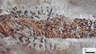 A close-up image showing the damaged head and body of Dorsetichthys bechei with the arms of Clarkeiteuthis montefiorei clamped around it. Image credit: Malcolm Hart, Proceedings of the Geologists’ Association.