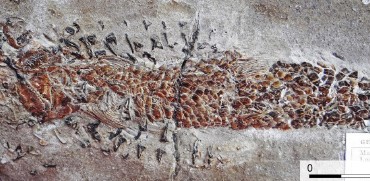 A close-up image showing the damaged head and body of Dorsetichthys bechei with the arms of Clarkeiteuthis montefiorei clamped around it. Image credit: Malcolm Hart, Proceedings of the Geologists’ Association.