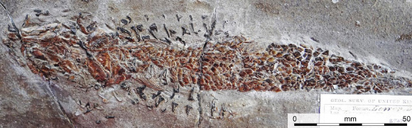 A close-up image showing the damaged head and body of Dorsetichthys bechei with the arms of Clarkeiteuthis montefiorei clamped around it. Image credit: Malcolm Hart, Proceedings of the Geologists’ Association.