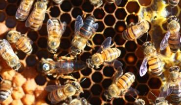 A ‘super’ Cape honeybee worker (black in center) is nearly as big as a queen (with white disc). Image credit: Benjamin Oldroyd, University of Sydney.