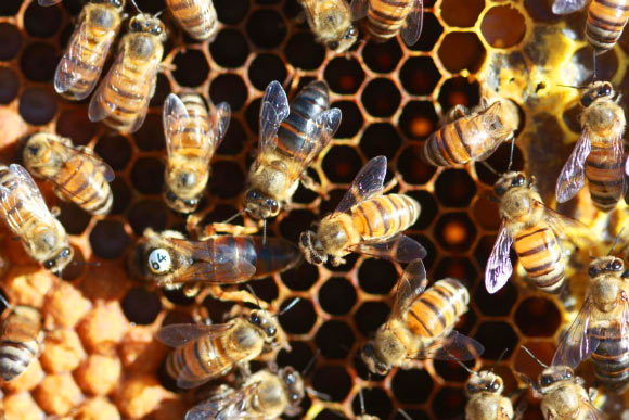 A ‘super’ Cape honeybee worker (black in center) is nearly as big as a queen (with white disc). Image credit: Benjamin Oldroyd, University of Sydney.