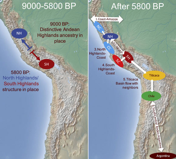 Nakatsuka et al assembled genome-wide data on 89 individuals dating from 9,000-500 years ago, with a particular focus on the period of the rise and fall of Andean state societies. Today’s genetic structure began to develop by 5,800 years ago, followed by bi-directional gene flow between the North and South Highlands, and between the Highlands and Coast; the researchers detected minimal admixture among neighboring groups between 2,000-500 years ago, although they didn’t detect cosmopolitanism (people of diverse ancestries living side-by-side) in the heartlands of the Tiwanaku and Inca polities. Image credit: Nakatsuka et al, doi: 10.1016/j.cell.2020.04.015.