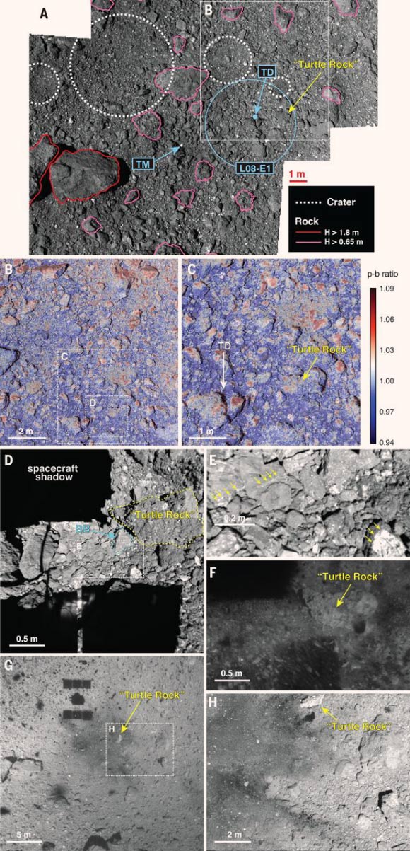 Touchdown site before, during, and after the touchdown operation: (A) boulder and crater map around the touchdown site L08-E1; the light blue arrows indicate the location of the target marker (TM) and the touchdown point of the sampler horn (TD); the light blue circle indicates the L08-E1 area; the white dashed circles indicate craters; boulder heights (H) were estimated from their shadow lengths; those with H > 1.8 m are outlined in red and those with H > 0.65 m are outlined in pink; the boulder nicknamed Turtle Rock is indicated by the yellow arrow; the white box indicates the region shown in later panels; (B and C) p-b ratio images calculated from b- and p-band images obtained during the touchdown rehearsal operation, from two different altitudes; the dashed boxes in (B) indicate regions shown in the other panels; (D) an image obtained during the spacecraft’s descent before the touchdown; the dark, ragged Turtle Rock and an example of bright boulders (BB) with smooth surfaces are outlined in yellow and cyan dashed lines, respectively; the white dashed box indicates the area shown in (E); (E) close-up of the image in (D), with yellow arrows indicating fresh bright spots at corners and a possible broken plane of a boulder; (F and G) images obtained 7 and 47 s after the touchdown, showing debris lifted from the surface; (H) ul-band image obtained at 76-m altitude after the touchdown; Turtle Rock was lifted clear of the surface by the exhaust from Hayabusa2’s RCS thrusters, indicated by the yellow arrows in (F) to (H). Image credit: Morota et al, doi: 10.1126/science.aaz6306.