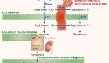 ACE2 -- RAAS (rennin-angiotensin-aldosterone system) -- COVID-19 axis. Image credit: Sama et al, doi: 10.1093/eurheartj/ehaa373.