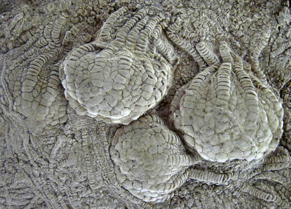 Uintacrinus socialis from the Niobrara Formation, Kansas, United States. Image credit: James St. John / CC BY 2.0.