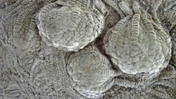 Uintacrinus socialis from the Niobrara Formation, Kansas, United States. Image credit: James St. John / CC BY 2.0.